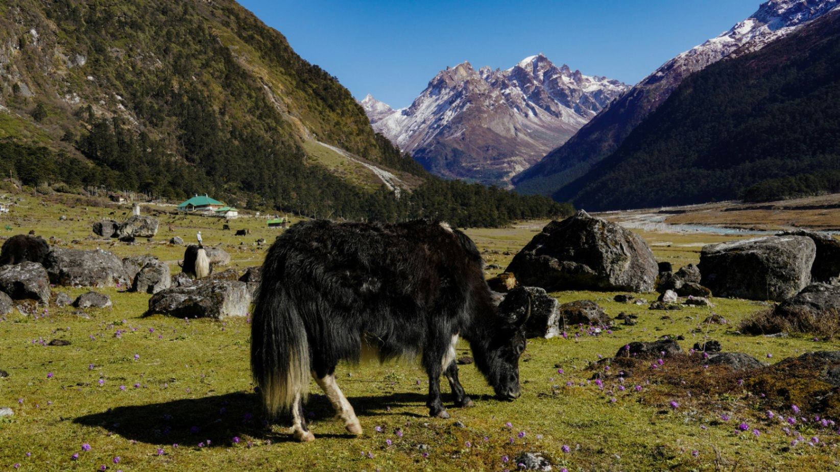 Sikkim Explorer gallery image 1